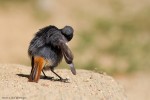 Горихвостка-чернушка - Phoenicurus ochruros фото-14