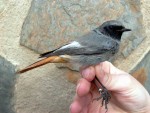 Горихвостка-чернушка - Phoenicurus ochruros фото-16
