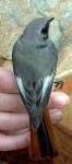 Горихвостка-чернушка - Phoenicurus ochruros фото-17