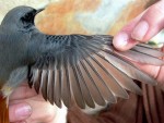 Горихвостка-чернушка - Phoenicurus ochruros фото-18