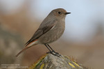 Горихвостка-чернушка - Phoenicurus ochruros фото-19