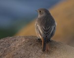 Горихвостка-чернушка - Phoenicurus ochruros фото-20