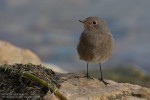 Горихвостка-чернушка - Phoenicurus ochruros фото-21