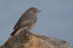 Горихвостка-чернушка - Phoenicurus ochruros фото-22
