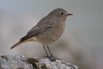 Горихвостка-чернушка - Phoenicurus ochruros фото-23