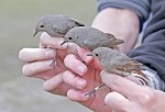 Горихвостка-чернушка - Phoenicurus ochruros фото-24