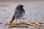 Горихвостка-чернушка - Phoenicurus ochruros фото-3