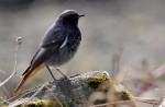 Горихвостка-чернушка - Phoenicurus ochruros фото-4