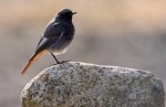 Горихвостка-чернушка - Phoenicurus ochruros фото-5