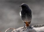 Горихвостка-чернушка - Phoenicurus ochruros фото-