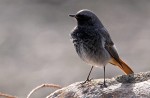 Горихвостка-чернушка - Phoenicurus ochruros фото-7