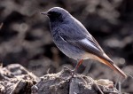 Горихвостка-чернушка - Phoenicurus ochruros фото-8