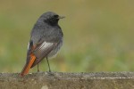Горихвостка-чернушка - Phoenicurus ochruros фото-9