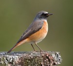 Горихвостка-лысушка - Phoenicurus phoenicurus фото-1