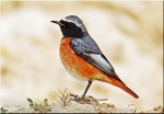 Горихвостка-лысушка - Phoenicurus phoenicurus фото-10