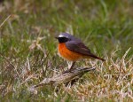 Горихвостка-лысушка - Phoenicurus phoenicurus фото-11