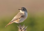Горихвостка-лысушка - Phoenicurus phoenicurus фото-12
