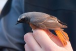 Горихвостка-лысушка - Phoenicurus phoenicurus фото-14