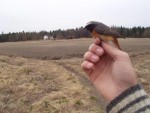 Горихвостка-лысушка - Phoenicurus phoenicurus фото-15