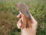 Горихвостка-лысушка - Phoenicurus phoenicurus фото-16