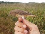 Горихвостка-лысушка - Phoenicurus phoenicurus фото-17