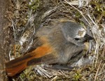Горихвостка-лысушка - Phoenicurus phoenicurus фото-18