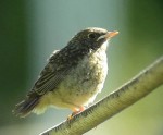 Горихвостка-лысушка - Phoenicurus phoenicurus фото-19
