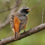 Горихвостка-лысушка - Phoenicurus phoenicurus фото-2
