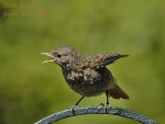 Горихвостка-лысушка - Phoenicurus phoenicurus фото-20
