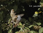 Горихвостка-лысушка - Phoenicurus phoenicurus фото-21
