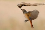 Горихвостка-лысушка - Phoenicurus phoenicurus фото-22