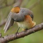 Горихвостка-лысушка - Phoenicurus phoenicurus фото-3