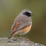 Горихвостка-лысушка - Phoenicurus phoenicurus фото-4