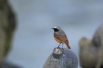 Горихвостка-лысушка - Phoenicurus phoenicurus фото-5