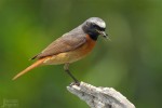 Горихвостка-лысушка - Phoenicurus phoenicurus фото-6