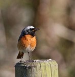 Горихвостка-лысушка - Phoenicurus phoenicurus фото-9
