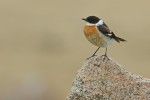 Большой чекан - Saxicola insignis (Gray, JE & Gray, GR, 1847)