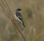 Большой чекан - Saxicola insignis фото-10