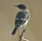 Большой чекан - Saxicola insignis фото-11