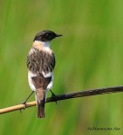 Большой чекан - Saxicola insignis фото-12