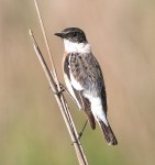 Большой чекан - Saxicola insignis фото-13