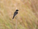 Большой чекан - Saxicola insignis фото-14