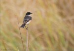 Большой чекан - Saxicola insignis фото-15