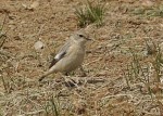 Большой чекан - Saxicola insignis фото-17