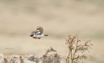 Большой чекан - Saxicola insignis фото-18