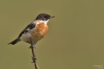 Большой чекан - Saxicola insignis фото-2