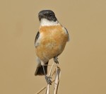 Большой чекан - Saxicola insignis фото-3