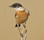 Большой чекан - Saxicola insignis фото-4