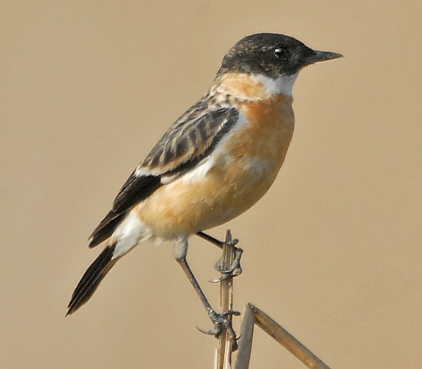 Большой чекан - Saxicola insignis фото-5