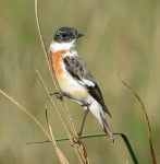 Большой чекан - Saxicola insignis фото-7